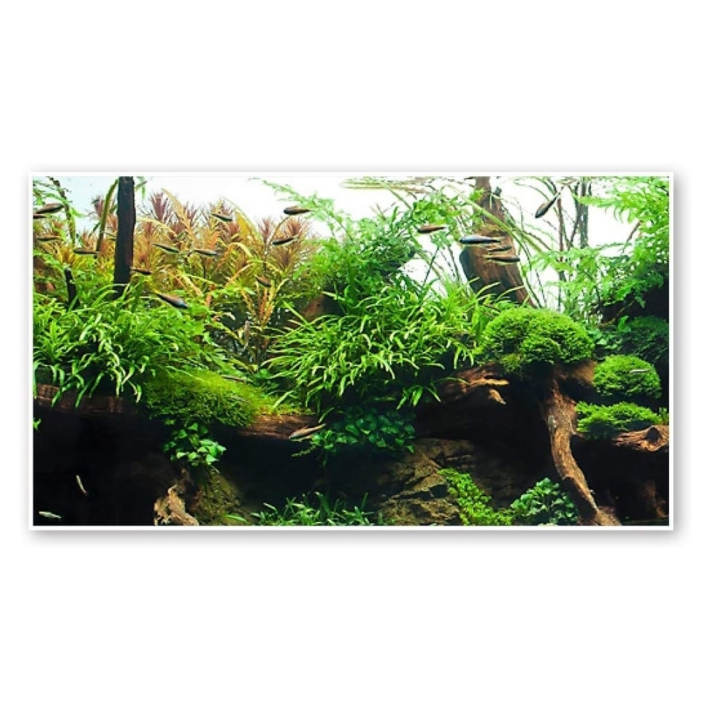 SFONDO PER ACQUARIO – AMTRA AMAZONIA - immagine 4