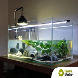 TartaBaby acquario per tartarughe 70x40x40 h cm
