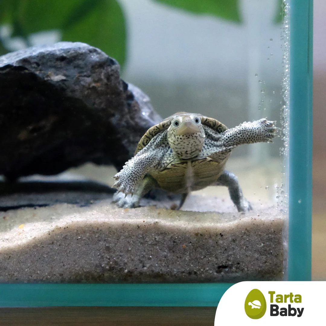 TartaBaby acquario per tartarughe 70x40x40 h cm - immagine 4