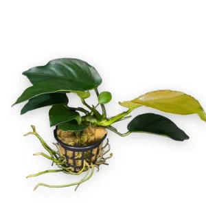 Anubias Nana “Round Leaf”