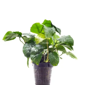 Anubias Barteri var. "Broad Leaf" XL