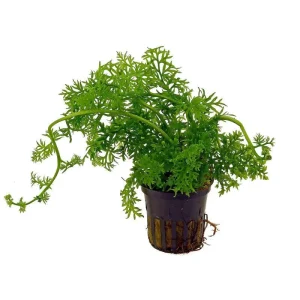 Aquaflora - Ceratopteris Thalictroides