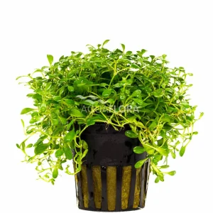 Aquaflora - Glossostigma Elatinoides