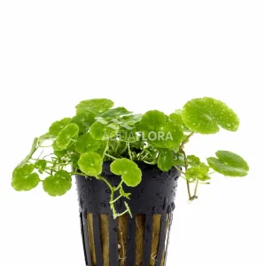 Hydrocotyle Leucocephala