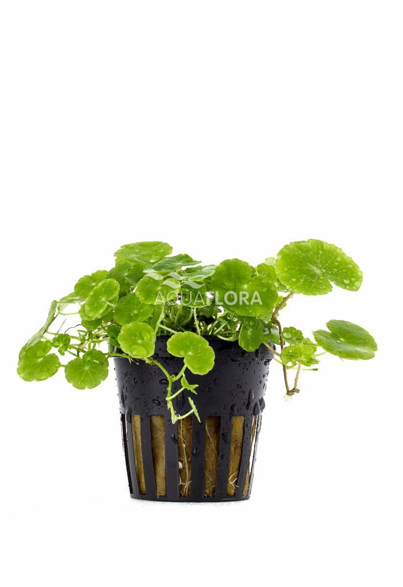 Hydrocotyle Leucocephala - immagine 2