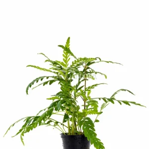 Aquaflora - Hygrophila Pinnatifida