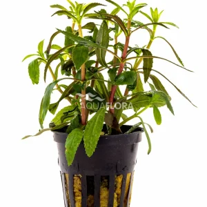 Aquaflora - Limnophila Aromatica