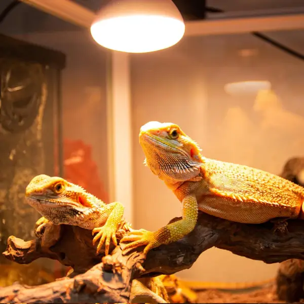 Lampe Basking Spot Daylight REPTIZOO - 50W - immagine 3