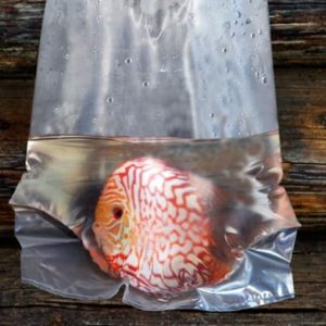 SACCHETTI per il TRASPORTO DEI PESCI, imbustamento dei pesci per negozi