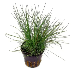 Eleocharis Acicularis
