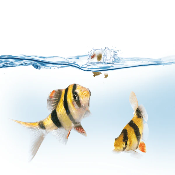 Distributeur Automatique de Nourriture EasyFeed JUWEL - immagine 4