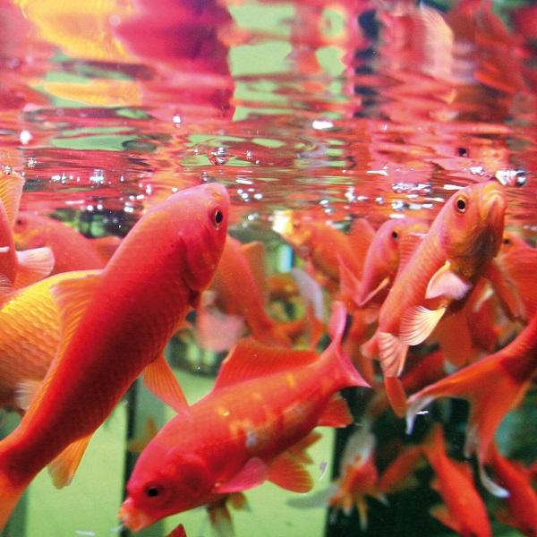 Activateur de Bactéries FilterStart Red JBL - 10 ml - immagine 3