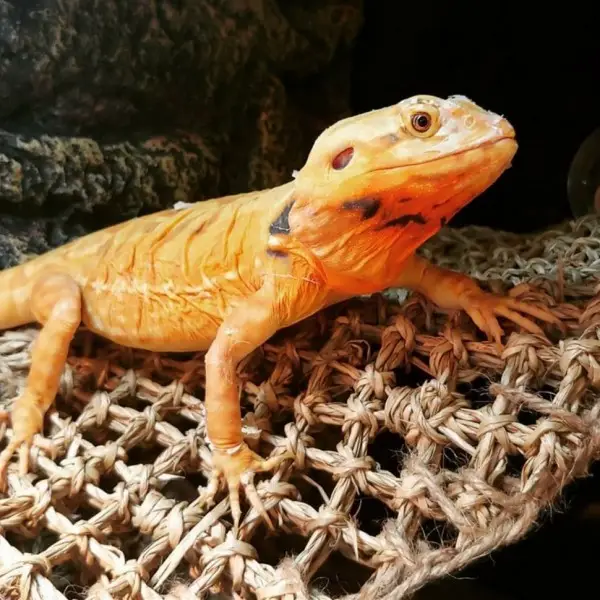 Hamac Reptile Triangle REPTIZOO - 30 cm - immagine 3