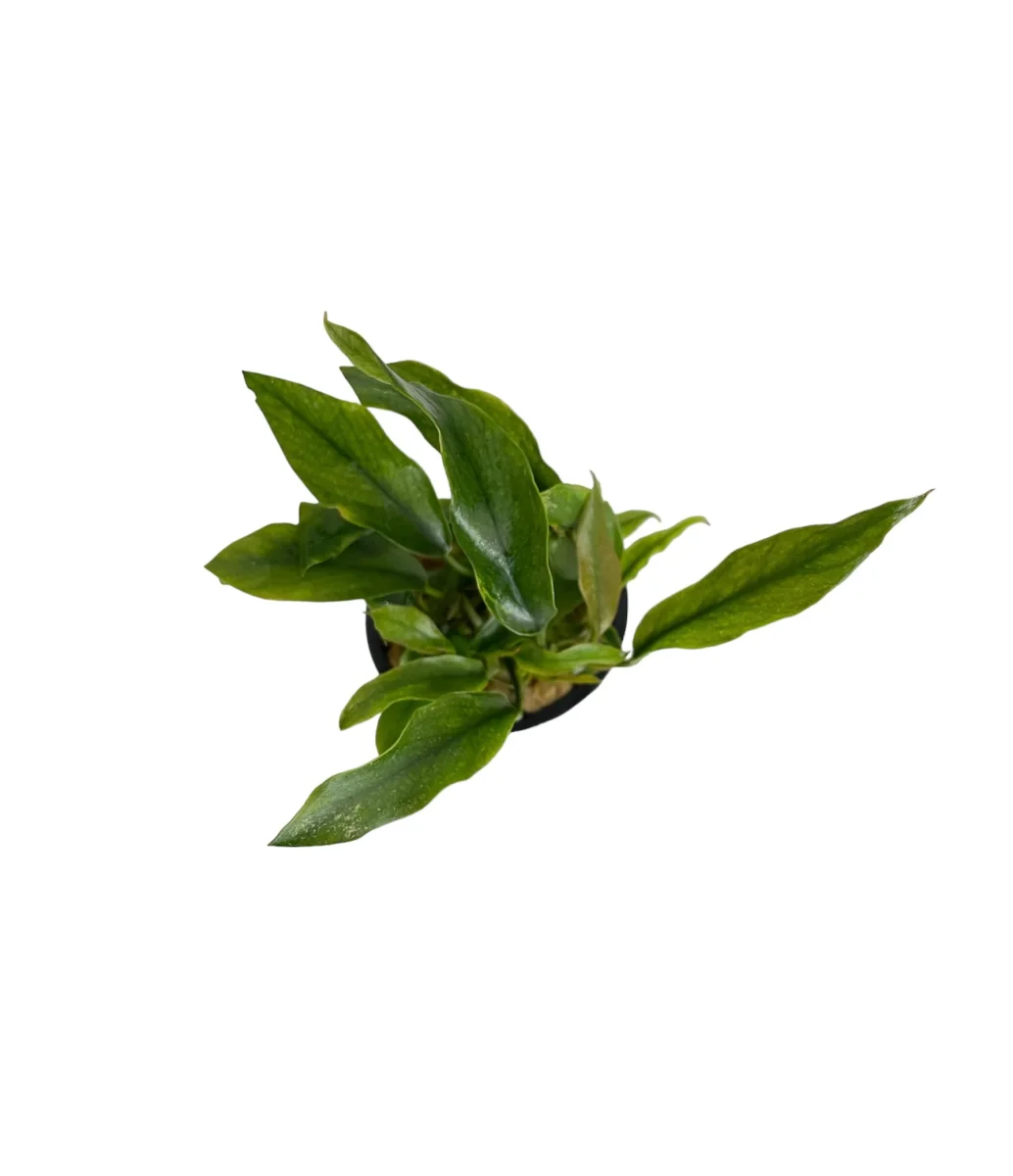 Anubias Minima - immagine 3