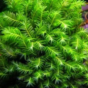 Fissidens Sp. “Nobilis” 5x5cm