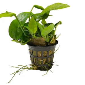 Anubias Nana