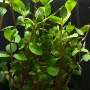 Rotala Rotundifolia