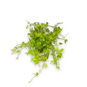 Hydrocotyle Tripartita Japan