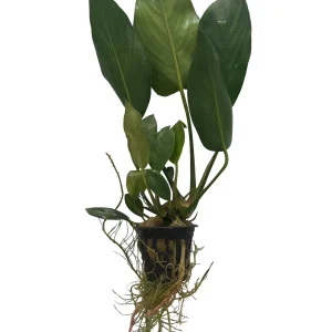 Anubias Gracilis