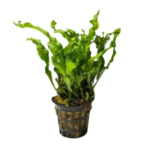 Microsorum Pteropus Windelow