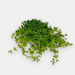 Micranthemum Montecarlo