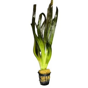 Vallisneria Gigantea