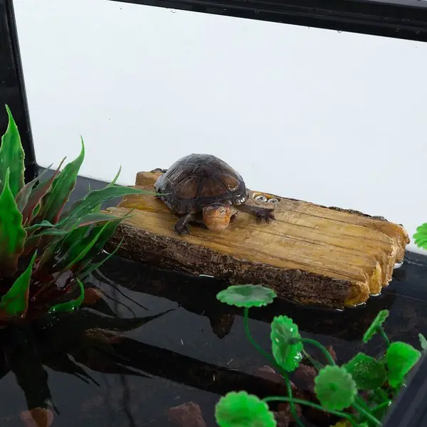 Mangeoire Double 2 en 1 ou Rampe Tortues REPTIZOO - 20 cm - immagine 7