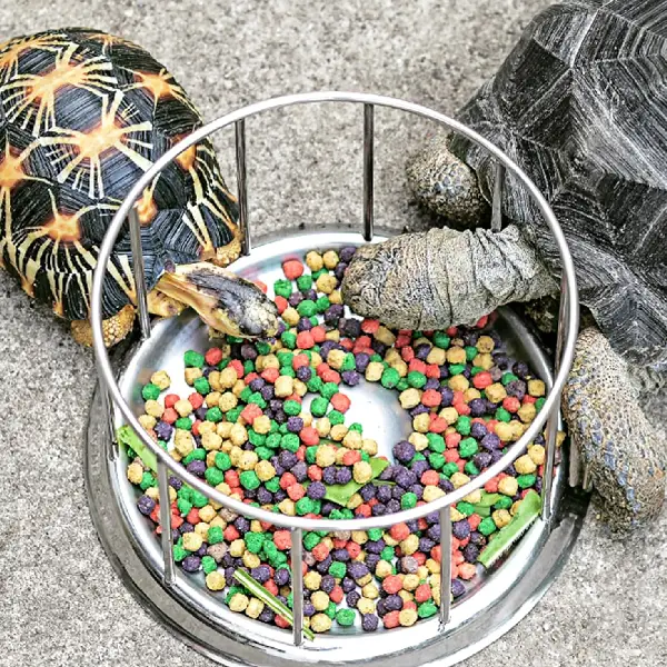 Mangeoire pour Tortue REPTIZOO - 11,5 cm - immagine 4