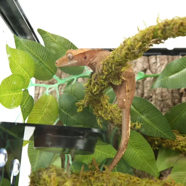 Liane Vine Moss Natural REPTIZOO - 200 x 2 cm - immagine 6