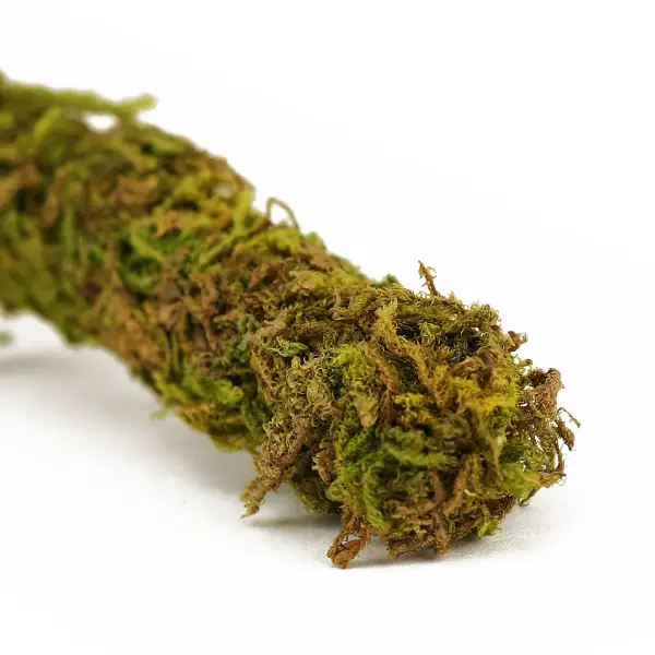 Liane Vine Moss Natural REPTIZOO - 200 x 2 cm - immagine 3