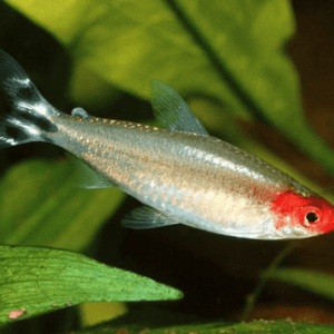 PETITELLA – Hemmigrammus bleheri