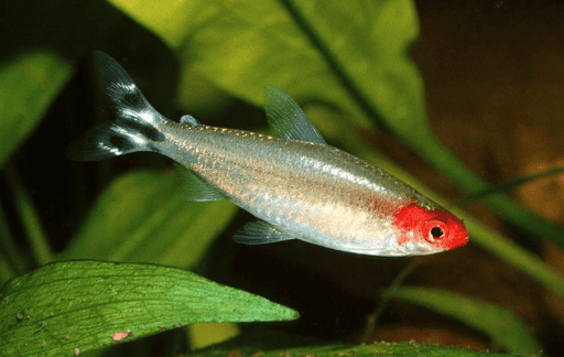 PETITELLA – Hemmigrammus bleheri - immagine 2