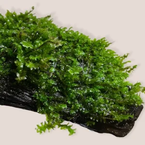 Hookeriaceae sp. Distichopyllum "Rare Moss"