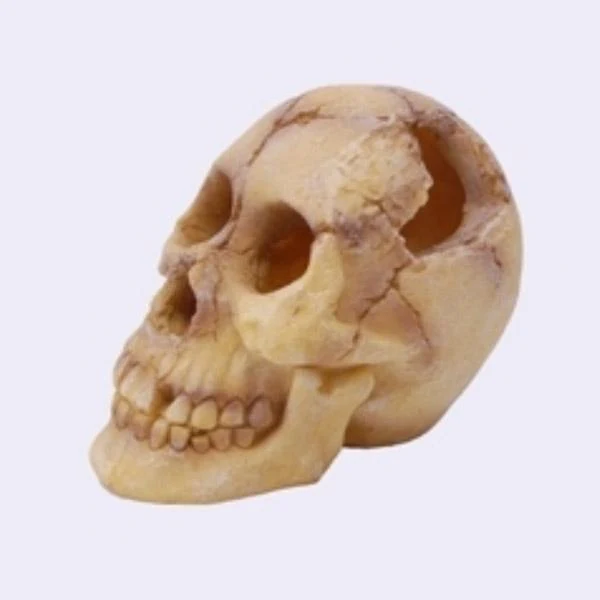 Tête de Mort Skull - 18 cm - immagine 2