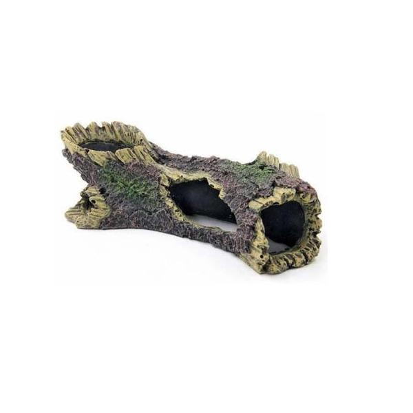 Souche SCALARE - 18 cm - immagine 2