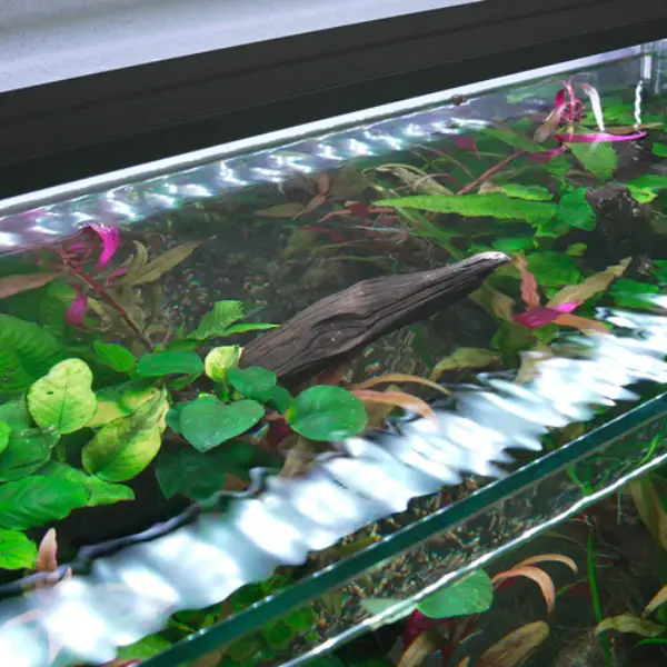 Aquarium Eden X 60 FLED Noir WATERBOX - 225 L - immagine 7